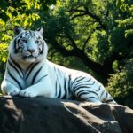 Soñar con un tigre blanco: significado y simbolismo